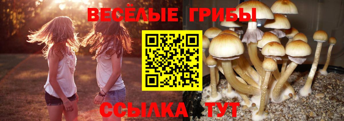 Псилоцибиновые грибы Psilocybine cubensis Омск